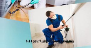 شركة مكافحة الحشرات براس الخيمة