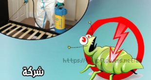 شركة مكافحة حشرات الشارقة