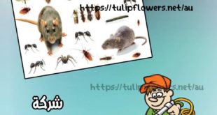 شركة مكافحة حشرات بدبى